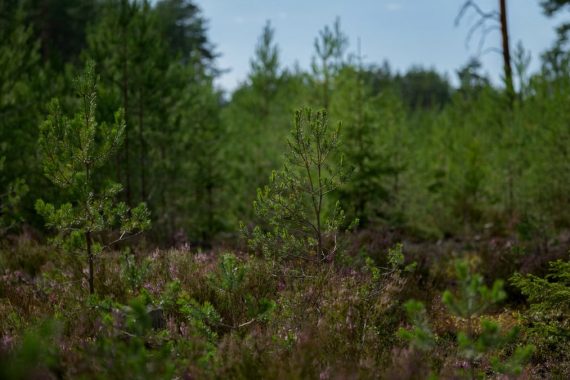 Discover a peaceful young pine forest surrounded by lush greenery and sunlight.
