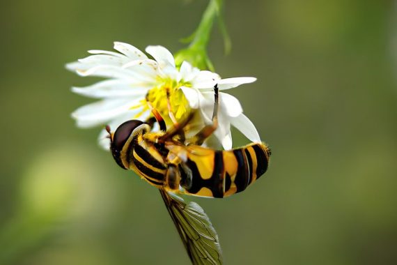 A captivating close-up of a hoverfly on a white flower in De Pere, Wisconsin.